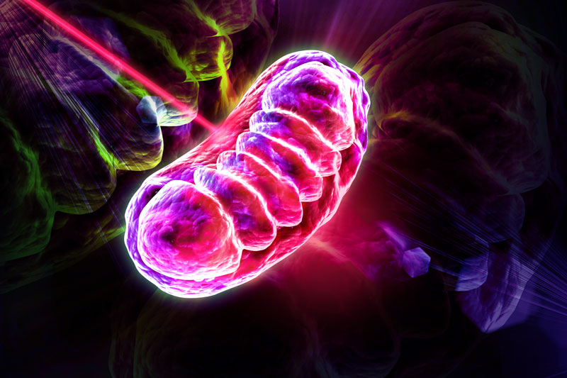 mitochondria - light therapy - how it works